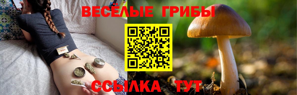 Клинцы  Псилоцибиновые грибы MAGIC MUSHROOMS  Галлюциногенные грибы мицелий  Вход с VPN 